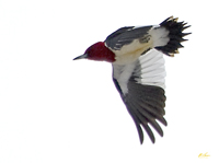 Red headed Woodpecker